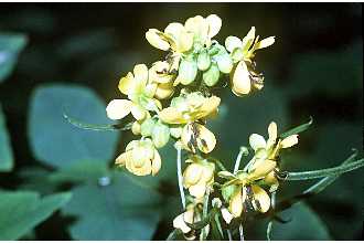 <i>Cassia marilandica</i> L.