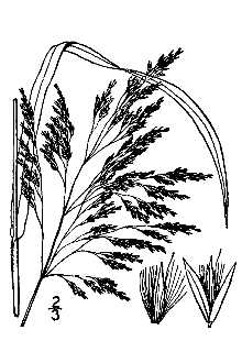 <i>Calamagrostis macouniana</i> (Vasey) Vasey
