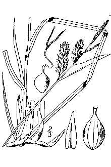 <i>Carex ×anticostensis</i> (Fernald) Lepage var. longidens Lepage (pro nm.)