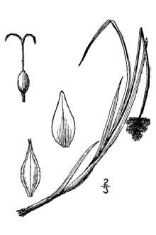 <i>Carex incondita</i> F.J. Herm.