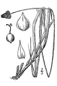 <i>Carex cephalophora</i> Muhl. ex Willd. var. mesochorea (Mack.) Gleason