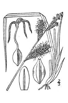 <i>Carex membranopacta</i> L.H. Bailey