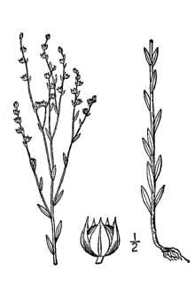 <i>Linum virginianum</i> L. var. medium Planch.