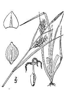 <i>Carex tetanica</i> Schkuhr var. meadii (Dewey) L.H. Bailey