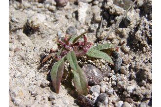 <i>Oenothera minor</i> (A. Nelson) Munz