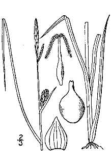 <i>Carex rotundata</i> Wahlenb. var. compacta (R. Br. ex Dewey) B. Boivin