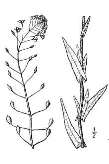 <i>Camelina sativa</i> (L.) Crantz ssp. microcarpa (Andrz. ex DC.) E. Schmid