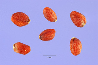 <i>Camelina sativa</i> (L.) Crantz ssp. microcarpa (Andrz. ex DC.) E. Schmid