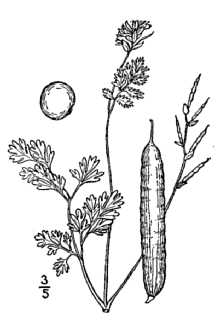 <i>Corydalis aurea</i> Willd. var. micrantha Engelm. ex A. Gray