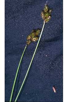 <i>Carex microptera</i> Mack. var. limnophila (F.J. Herm.) Dorn