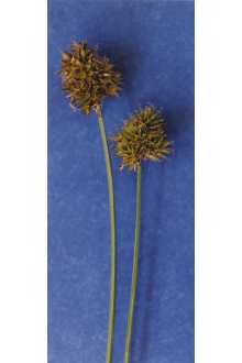 <i>Carex limnophila</i> F.J. Herm.