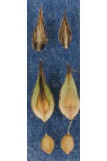 <i>Carex microptera</i> Mack. var. limnophila (F.J. Herm.) Dorn