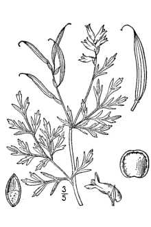 <i>Corydalis aurea</i> Willd. var. occidentalis Engelm. ex A. Gray