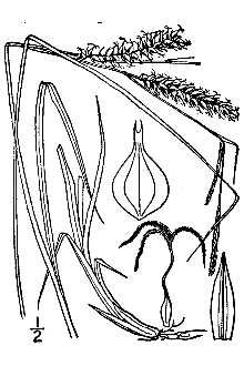 <i>Carex vesicaria</i> L. var. jejuna Fernald