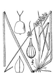 <i>Carex pairaei</i> F.W. Schultz