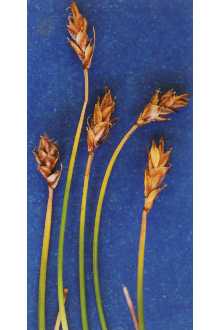 Photo of Carex nardina