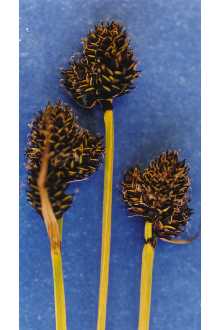 <i>Carex estesiana</i> L. Kelso