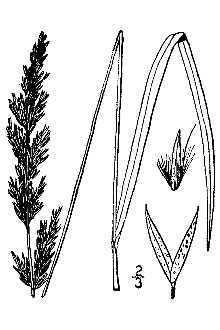 <i>Calamagrostis neglecta</i> (Ehrh.) G. Gaertn., B. Mey. & Scherb. var. gracilis (Scribn.) Sc
