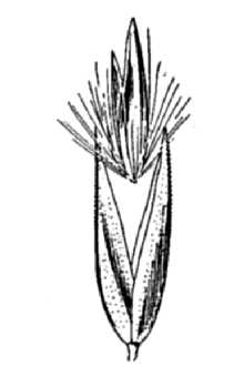 Slimstem Reedgrass