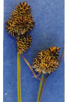 <i>Carex elbertiana</i> L. Kelso