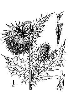 <i>Carduus nutans</i> L. var. leiophyllus (Petrovic) Arènes