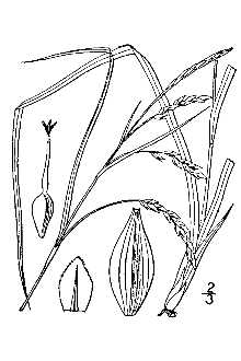 <i>Carex oblita</i> Steud.