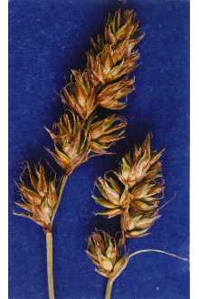 <i>Carex neomexicana</i> Mack.