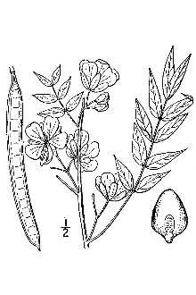 <i>Ditremexa occidentalis</i> (L.) Britton & Rose ex Britton & P. Wilson