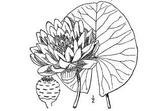 <i>Nymphaea odorata</i> Aiton var. rosea Pursh