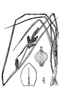 <i>Carex oederi</i> Retz. ssp. viridula (Michx.) Hultén