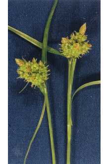 <i>Carex oederi</i> Retz. var. recterostrata (Vict.) Dorn