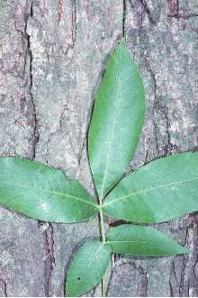 <i>Carya ovata</i> (Mill.) K. Koch var. fraxinifolia Sarg.
