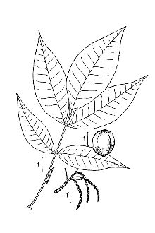 <i>Carya ovata</i> (Mill.) K. Koch var. fraxinifolia Sarg.