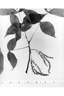 <i>Hicoria alba</i> Britton p.p.
