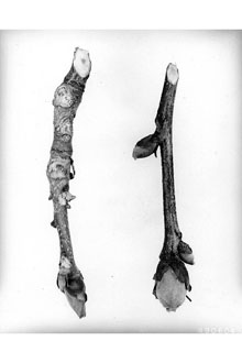 <i>Hicoria alba</i> Britton p.p.