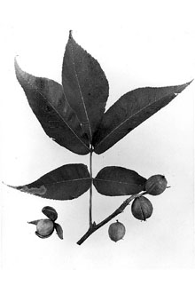 <i>Carya ovalis</i> (Wangenh.) Sarg. var. obcordata (Muhl. & Willd.) Sarg.