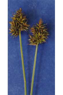 <i>Carex pachystachya</i> Cham. ex Steud. var. gracilis (Olney) Mack.