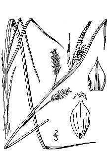 <i>Carex pallescens</i> L. var. neogaea Fernald