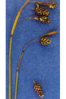 <i>Carex paupercula</i> Michx. var. pallens Fernald