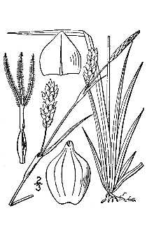 <i>Carex panicea</i> L. var. microcarpa Sonder