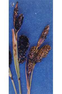 <i>Carex podocarpa</i> R. Br. var. paysonis (Clokey) B. Boivin