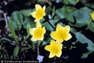 Yellow Marsh Marigold