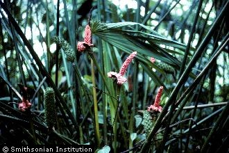 Panama Hat Plant