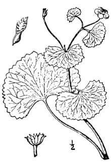 <i>Caltha palustris</i> L. var. flabellifolia (Pursh) Torr. & A. Gray