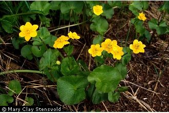 Marsh Para Cress, Common name- Marsh Para Cress Botanical n…