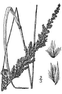 <i>Calamagrostis porteri</i> A. Gray ssp. perplexa (Scribn.) R.T. Clausen