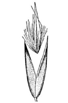 <i>Calamagrostis porteri</i> A. Gray ssp. perplexa (Scribn.) R.T. Clausen