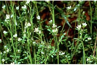 <i>Cardamine pensylvanica</i> Muhl. ex Willd. var. brittoniana Farw.