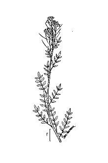 <i>Cardamine pensylvanica</i> Muhl. ex Willd. var. brittoniana Farw.