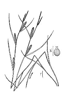 <i>Carex lasiocarpa</i> Ehrh. var. latifolia (Boeckeler) Gilly